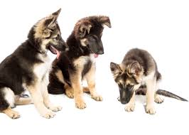 photo of dogs